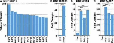 FGF5 Regulates Schwann Cell Migration and Adhesion